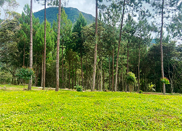 Terreno en Fundo Palmeras.