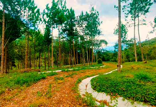 video image
